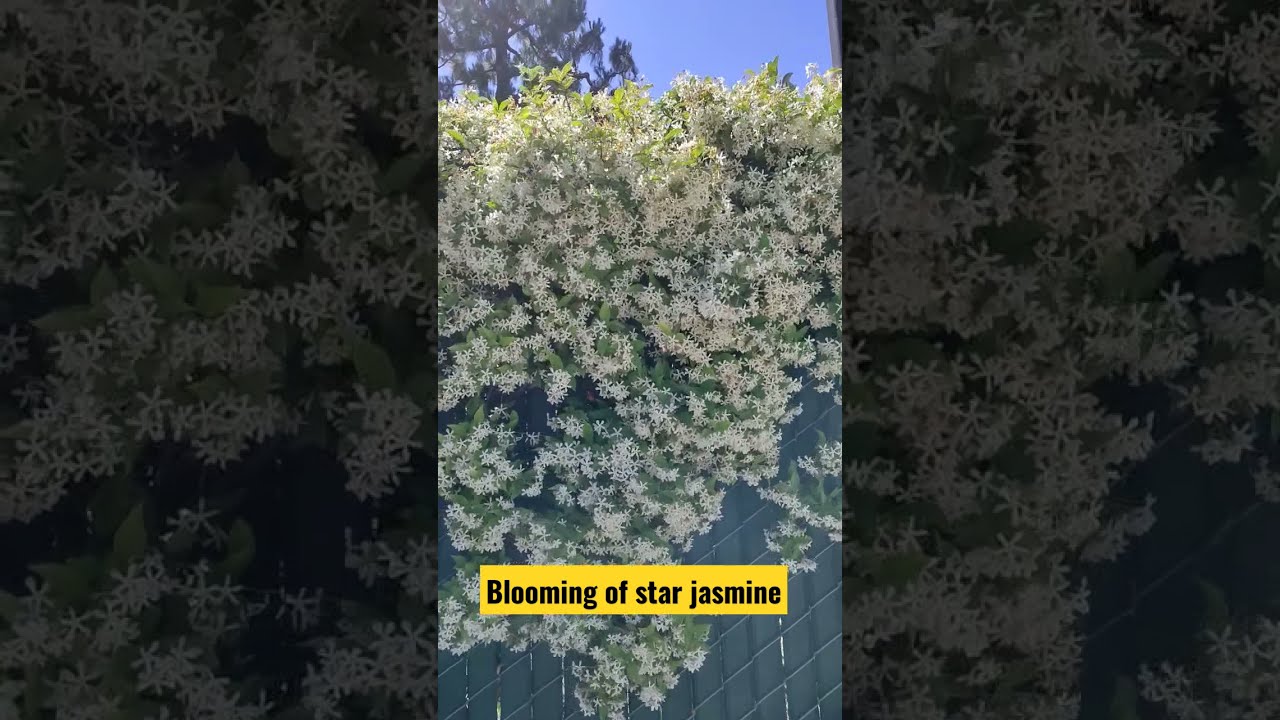 Blooming of star jasmine