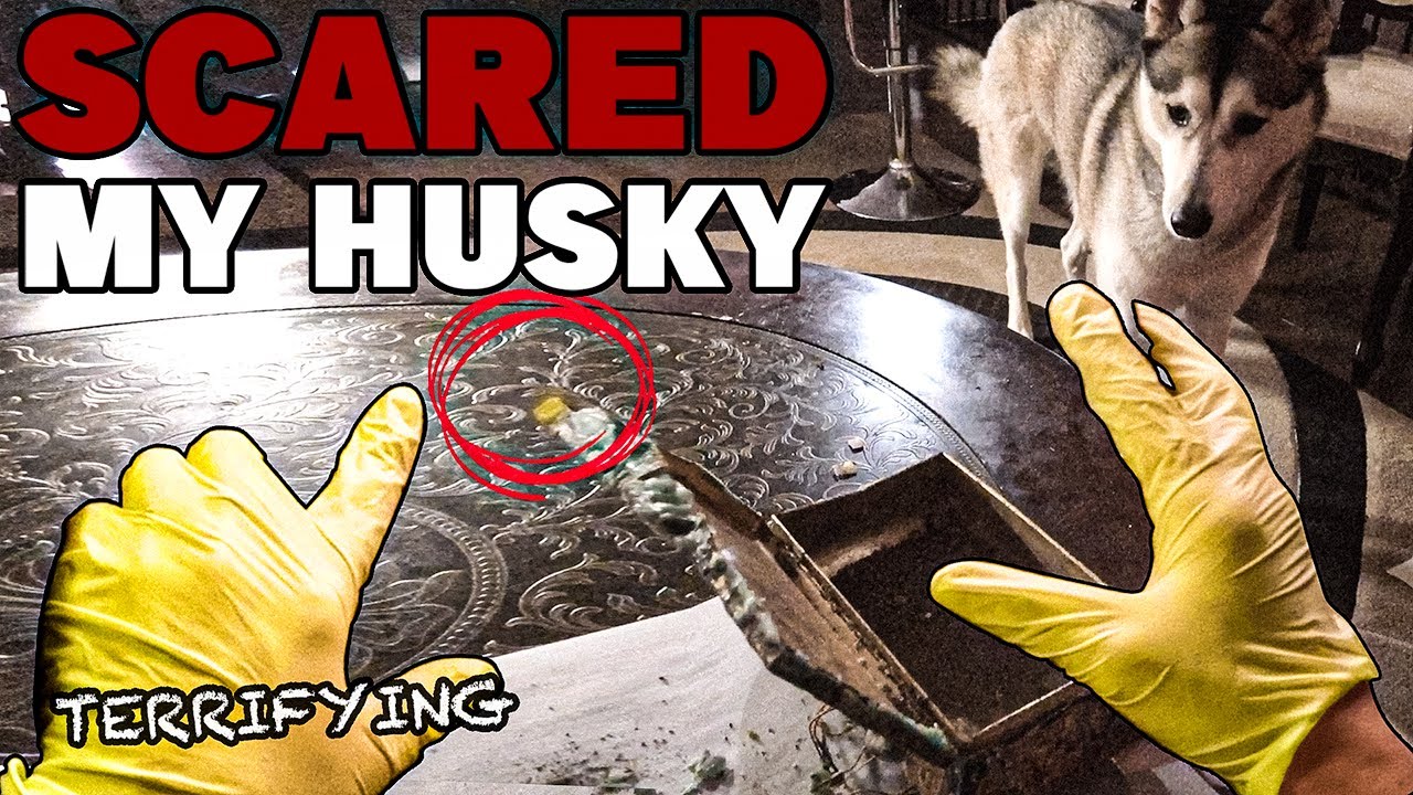 THIS DYBBUK BOX SCARED MY HUSKY