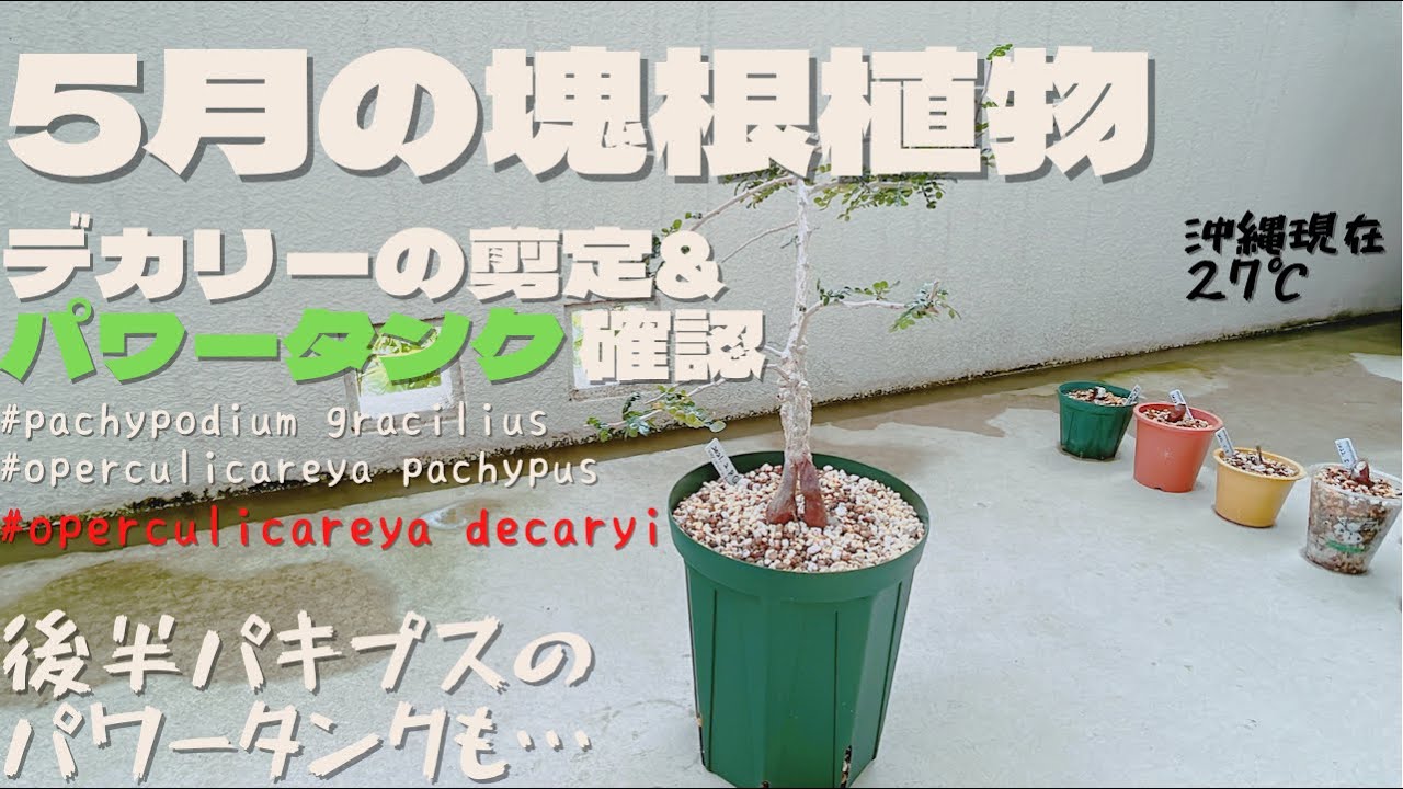 【塊根植物】オペルクリカリア.デカリー剪定&パワータンク確認。