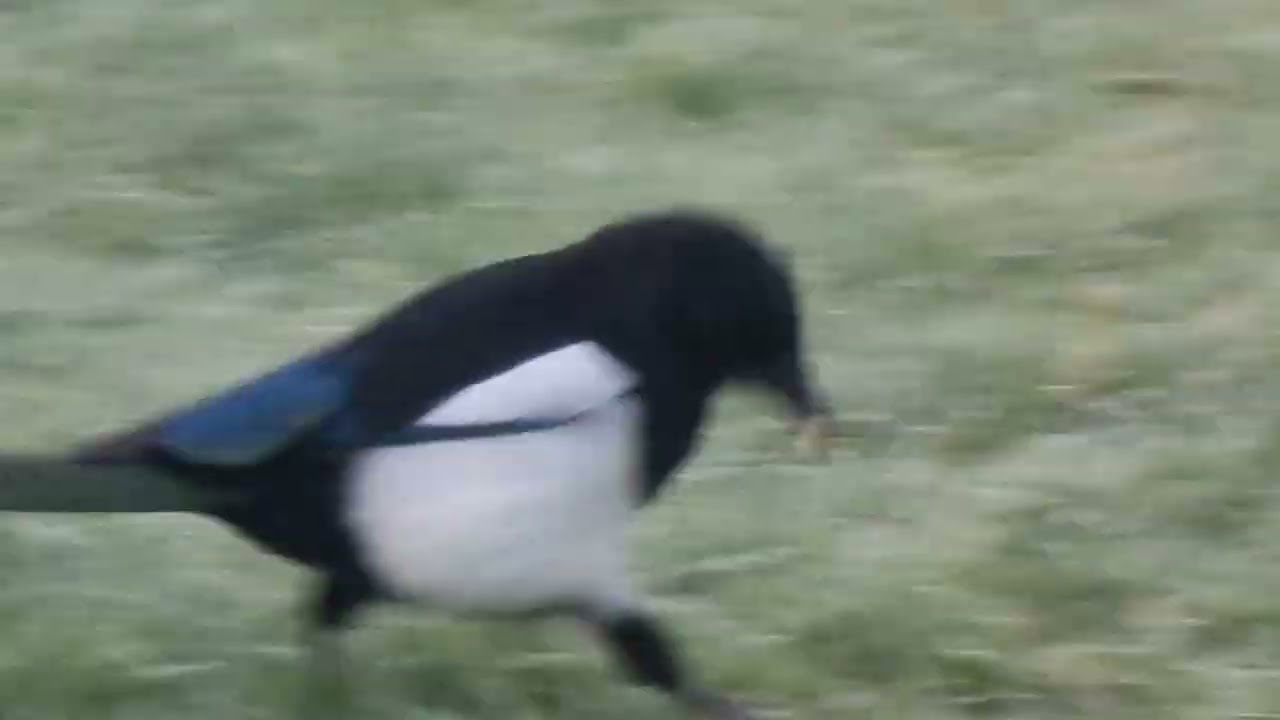 #magpie #birdwatching 