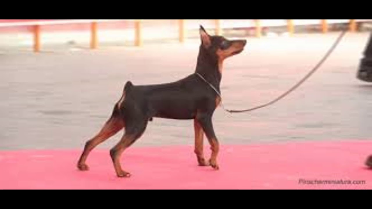 COMO ENTREANAR A UN DOBERMAN MINI