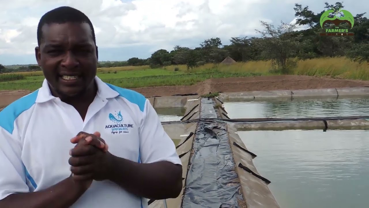 Commercial fish farming in Zimbabwe