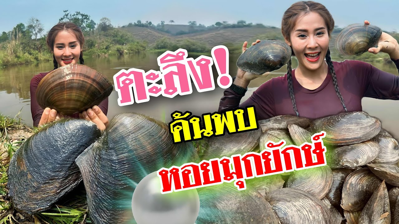 วิถีชีวิตคนดอย ep.473 ครั้งแรกในชีวิตหาหอยกาบยักษ์เจอ ไข่มุก โชคดีมาก