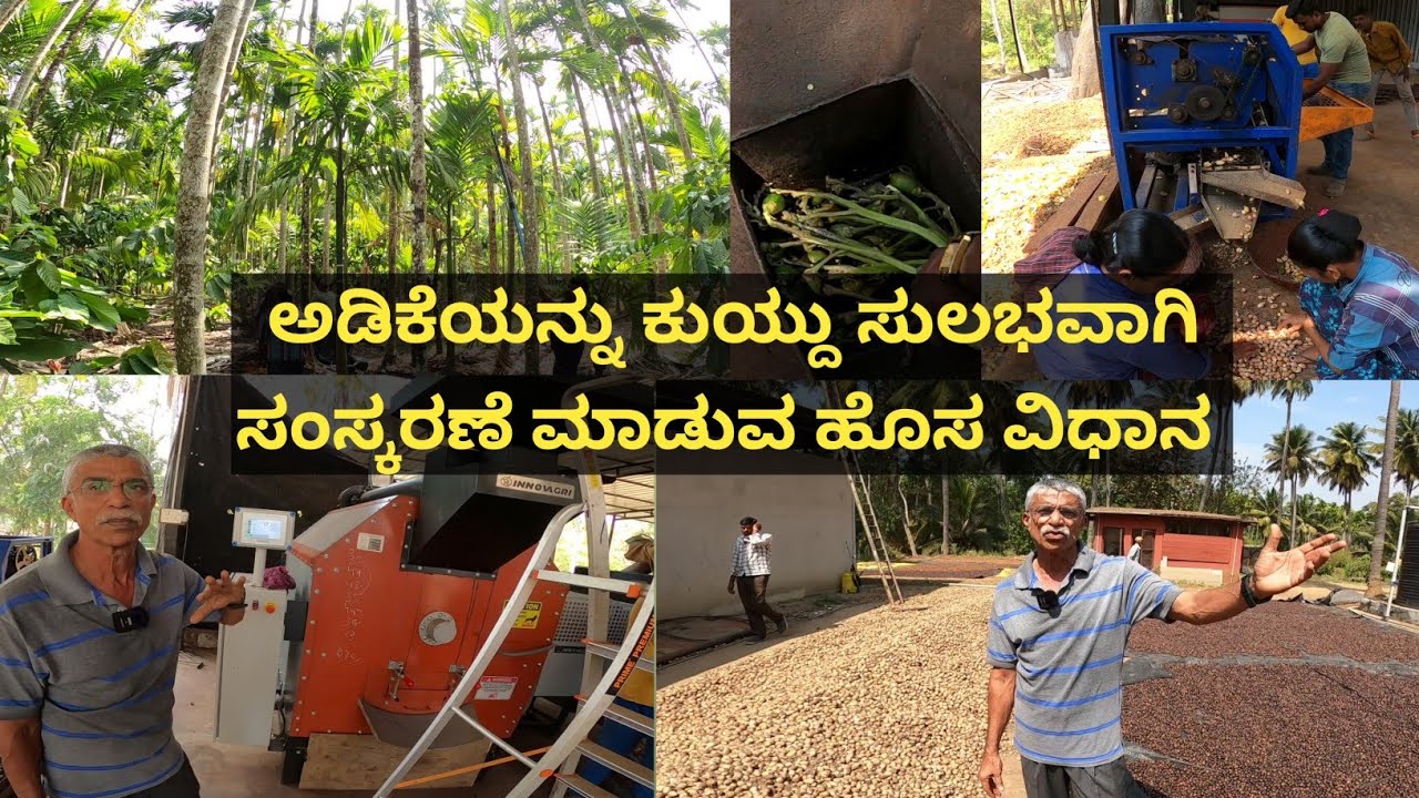 ಮರದಿಂದ ಅಡಿಕೆ ಕಿತ್ತು ಅದನ್ನು ಸುಲಭ ವಿಧಾನದಲ್ಲಿ ಕಡಿಮೆ ಕೆಲಸಗಾರರೊಂದಿಗೆ ಪ್ರೋಸಸಿಂಗ್ ಮಾಡುವ ಹೊಸ ಕ್ರಮ...!