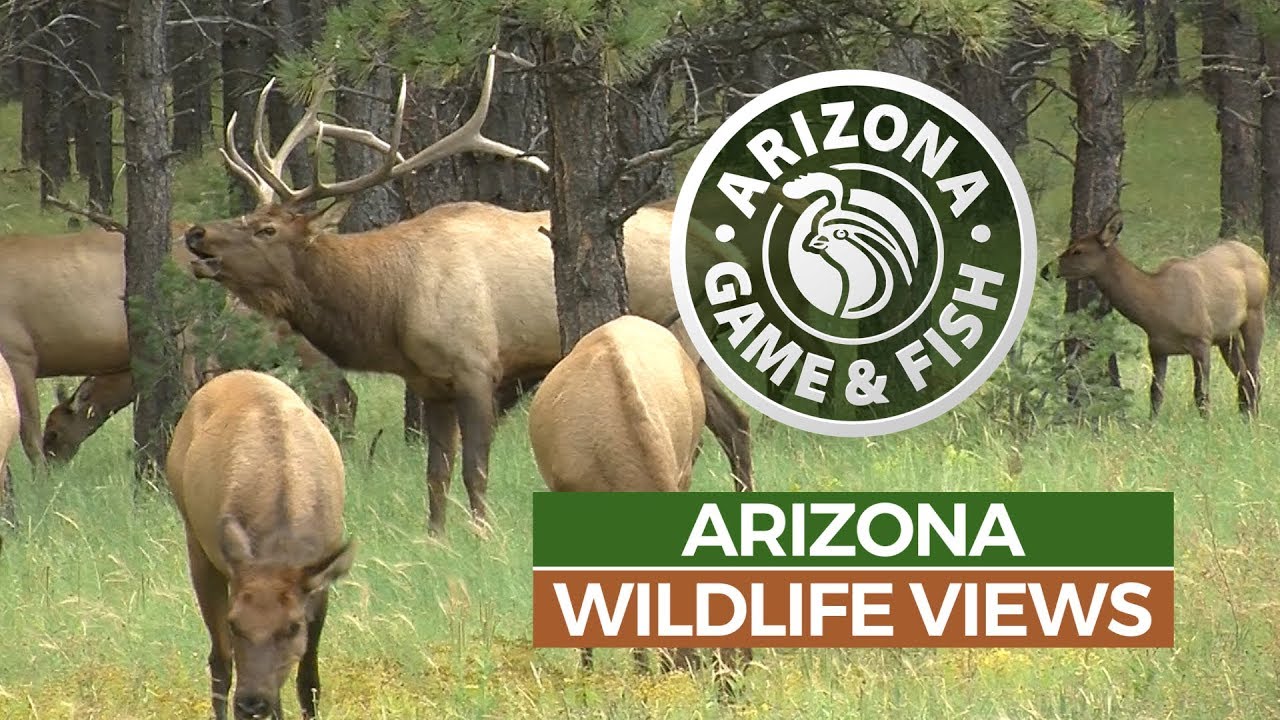 Episode 2 - 2018/2019 Arizona Wildlife Views Television