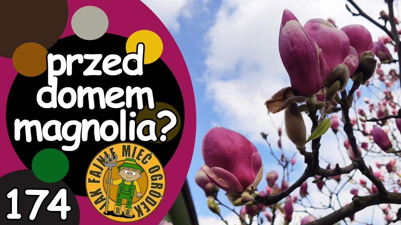 #174 Magnolia - reprezentacyjne drzewo przy domu?