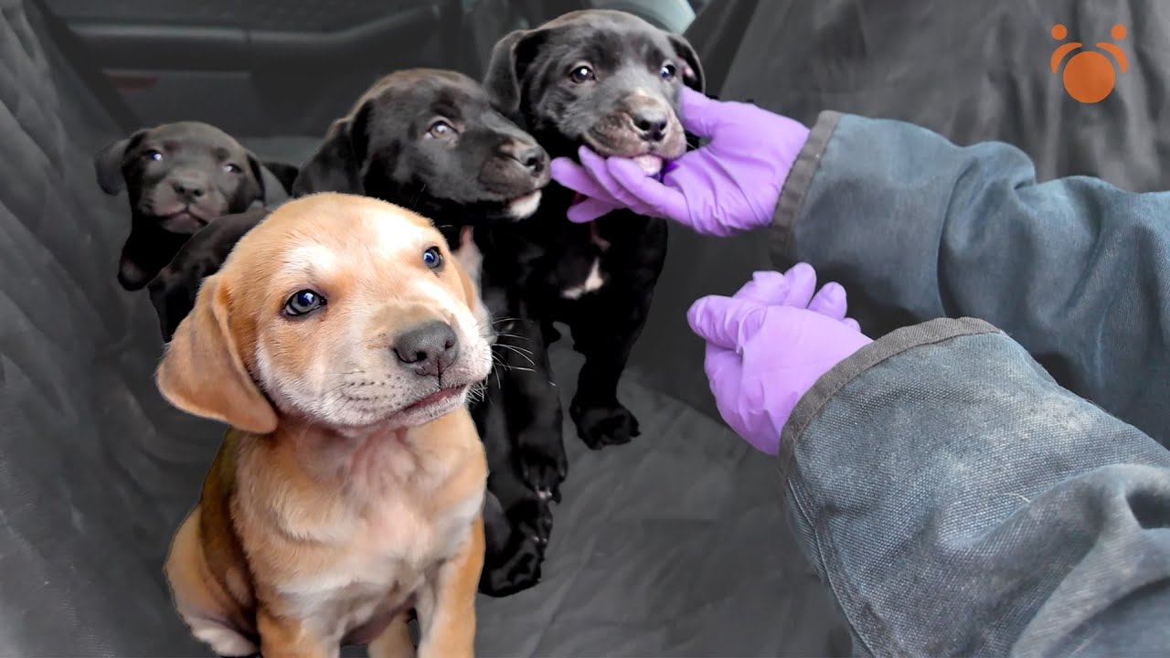 I Rescued Puppies From Texas & Discovered A Shocking Truth