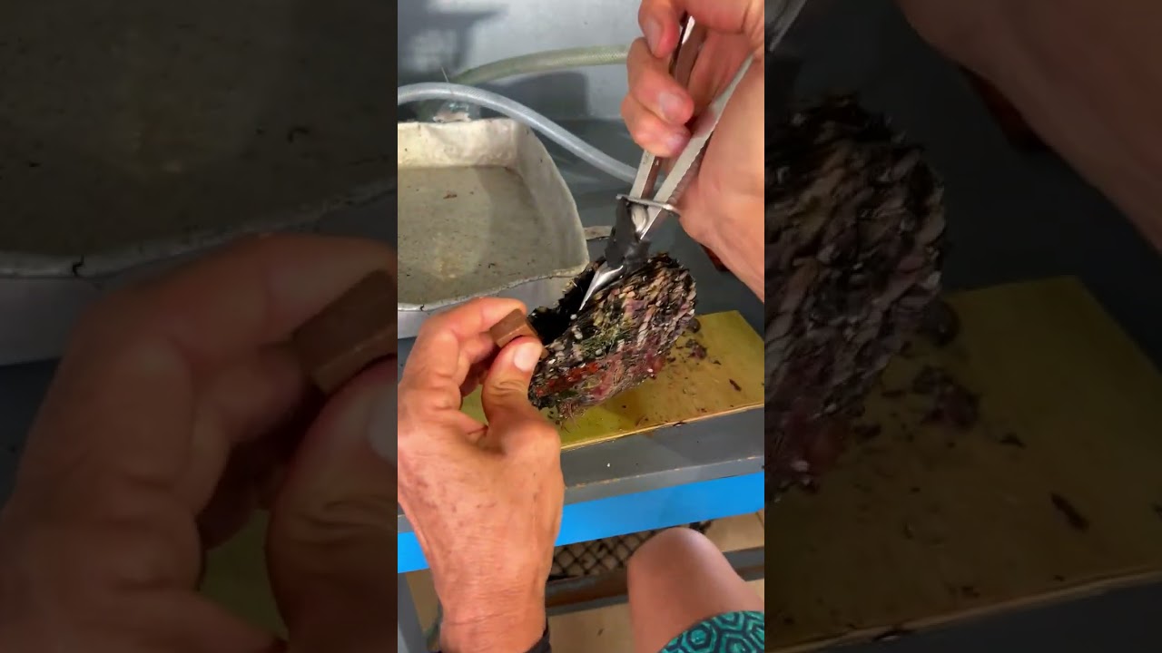How To Farm Rare Pearls In Tahiti