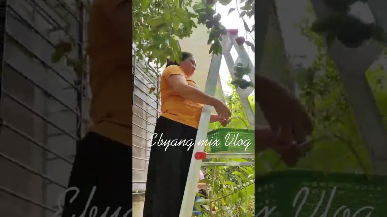 Mamitas ng Kiat-kiat (mini mandarin) Buhay Probinsya