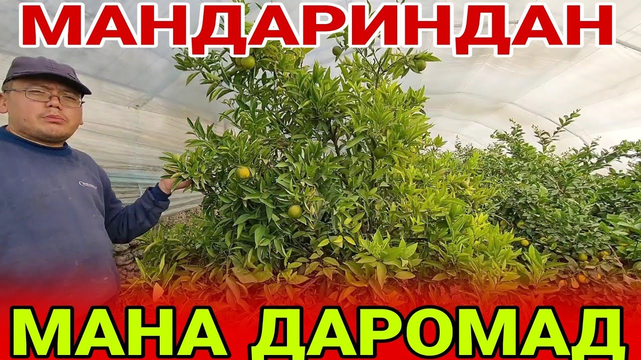 УЗБЕКИСТОНДА МАНДАРИН ЕТИШТИРИШ (охунов тв)