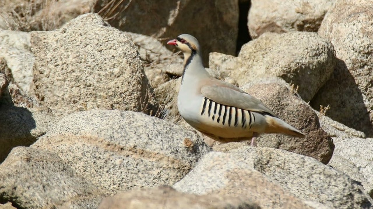 Chukar partridge calling