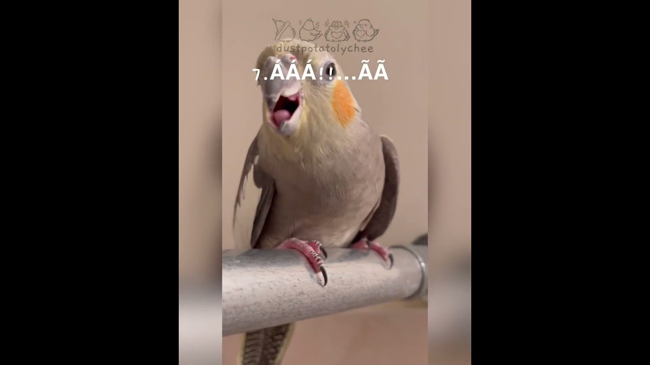 AAAAAA COCKATIEL SCREAMS | sound ON 🔊 | Which is ur fave?