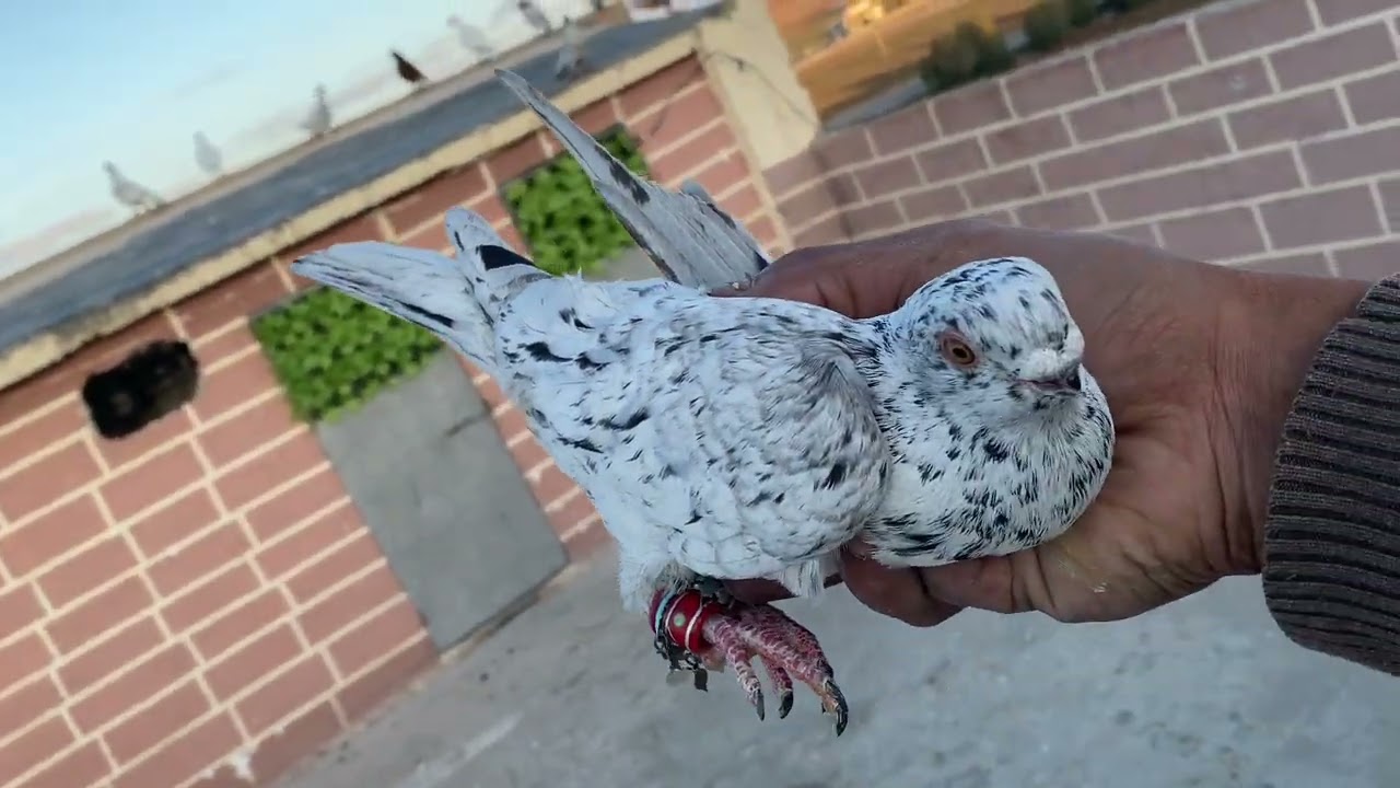 شوف شو نزل عنا ☹️وكشينا الذباني وطير تحدي كم تتوقع ضيعنه لا يفوتك المقطع