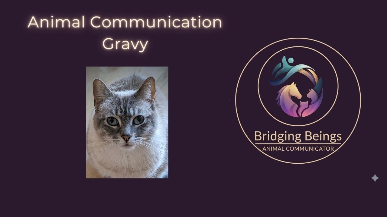 Gravy's story: Cat Owner Cries When Reading Reveals Her Secret Daily Ritual