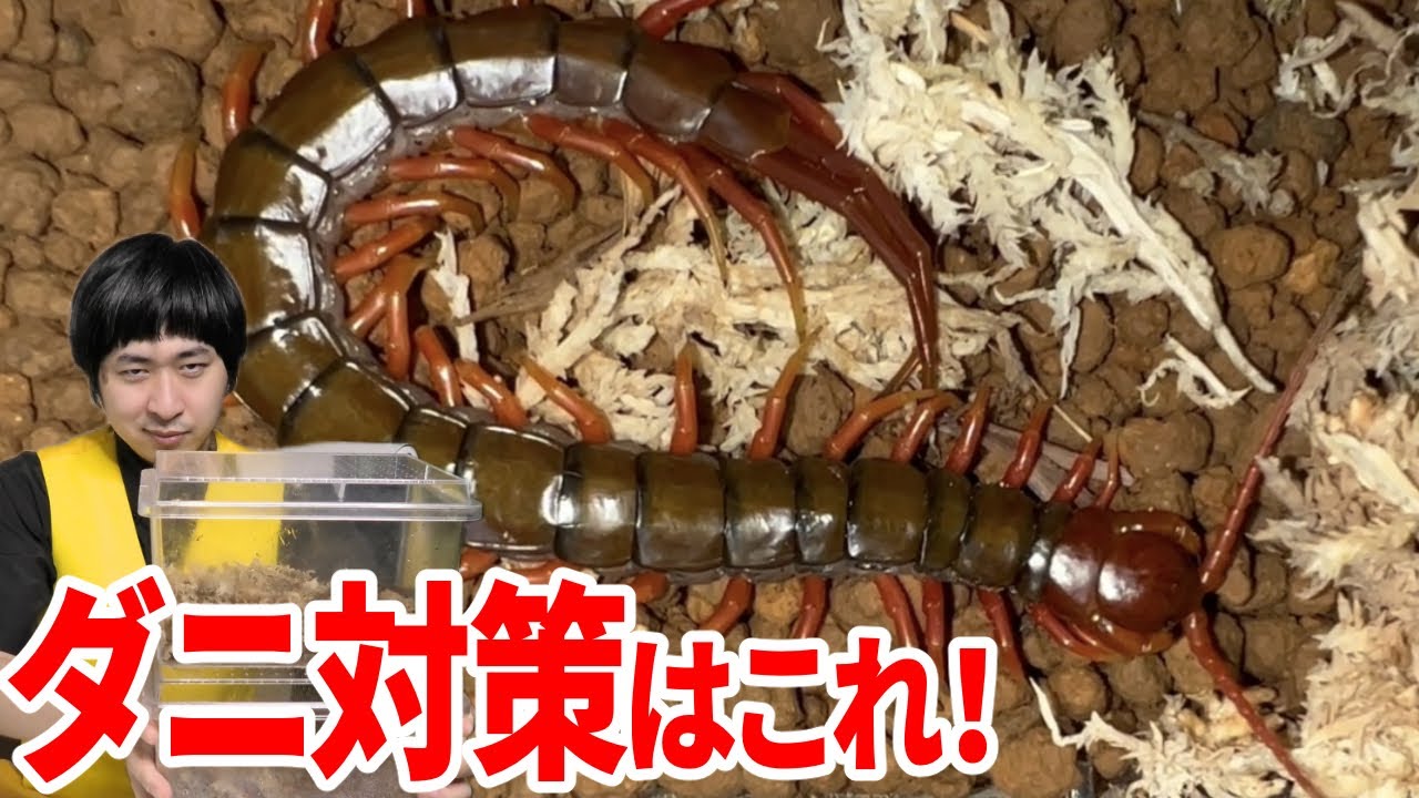 巨大ムカデをお手軽で安全に飼う方法