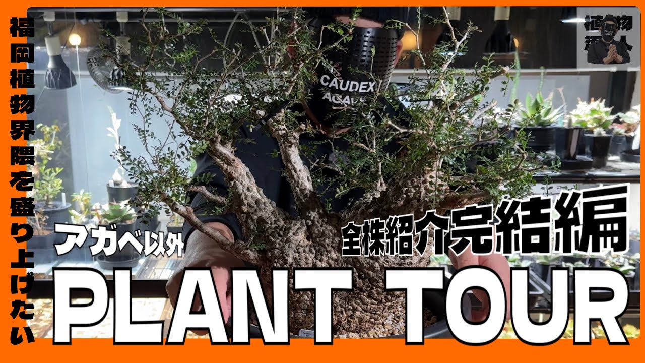 【植物紹介】パキプス アンボン 亀甲竜 全株紹介完結編‼︎ plant tour