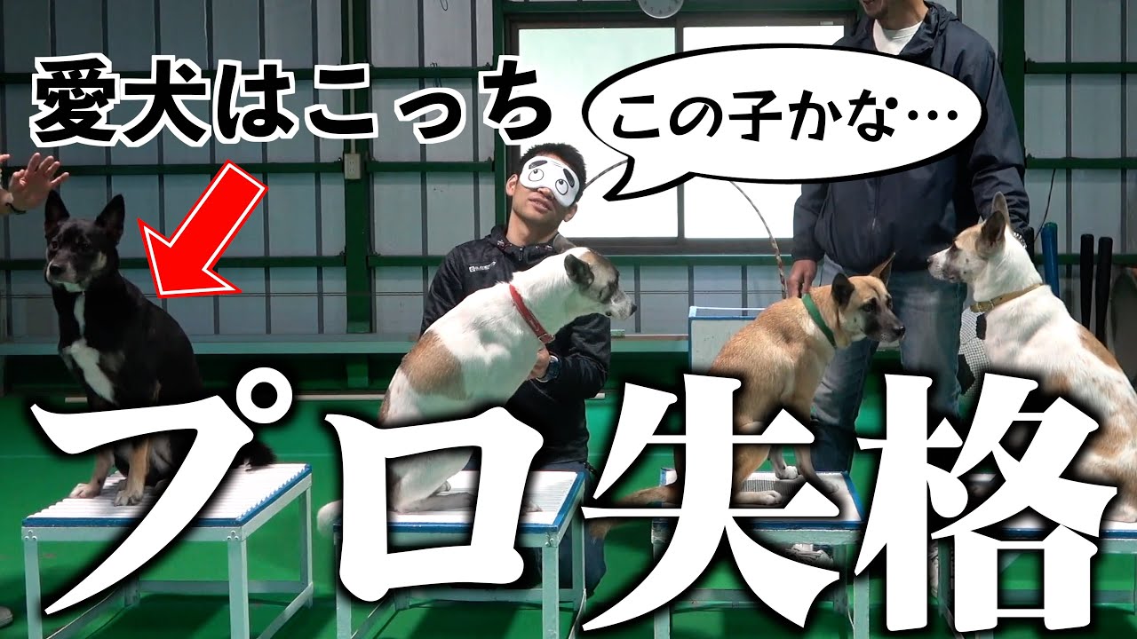 プロのドッグトレーナーなら目隠ししても自分の担当犬がわかる…よな？