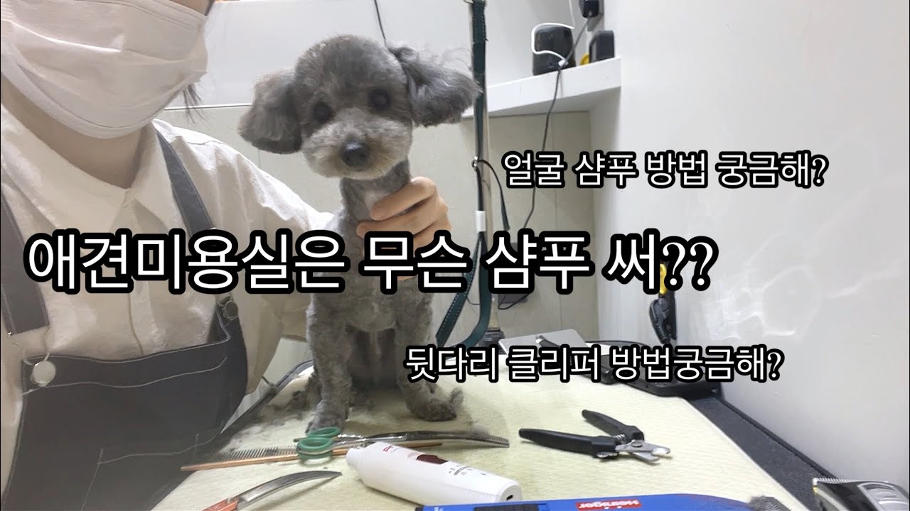 애견미용실샴푸ㅣ클리핑방법 ㅣ얼굴샴푸방법ㅣ하인이거클리핑언박싱ㅣ브러싱방법ㅣ브이로그