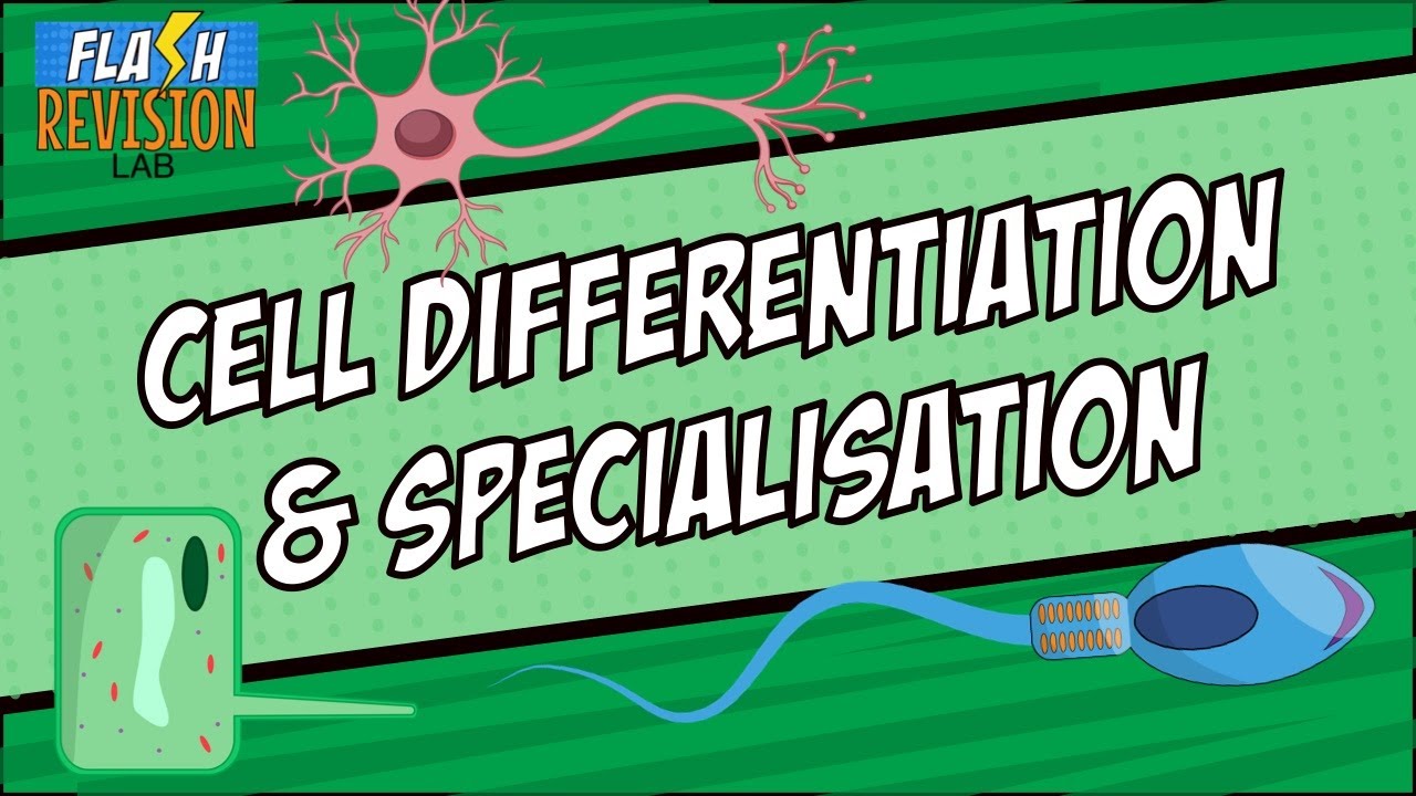 GCSE Biology: Revision Guide | Cell Differentiation and Specialised Cells
