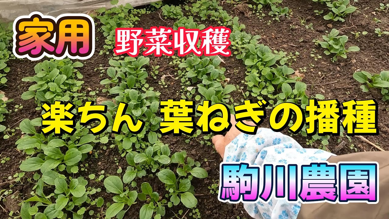 家用野菜収穫とらくちん葉ねぎ播種　駒川農園　26.1.26