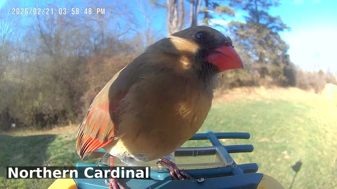 Northern Cardinal Spotlight: Crimson Kings: Feeder Frenzy | Birds of Asheville | 02-25-2026