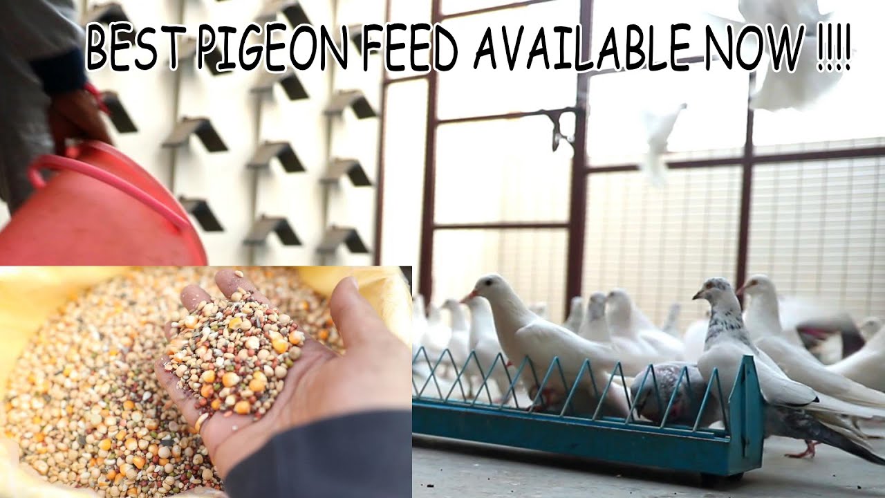 1ST PIGEON FEED PLANT IN INDIA !! BEST PIGEON FEED MIX NOW AVAILABLE !!