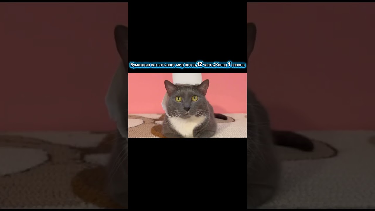Бумажкин захватывает мир котов,12 часть.Конец 1 сезона #kotynet #kotiynet #котинет 