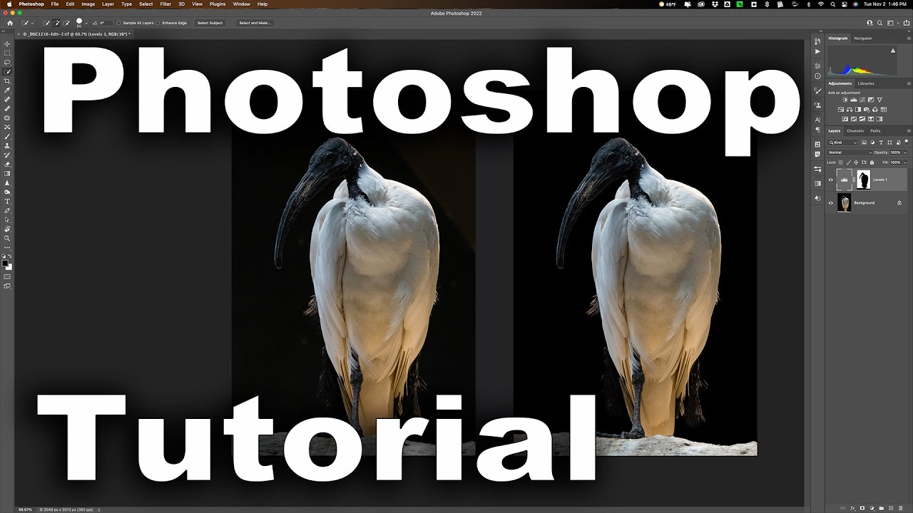 How To DARKEN Backgrounds Behind Plants & Animals
