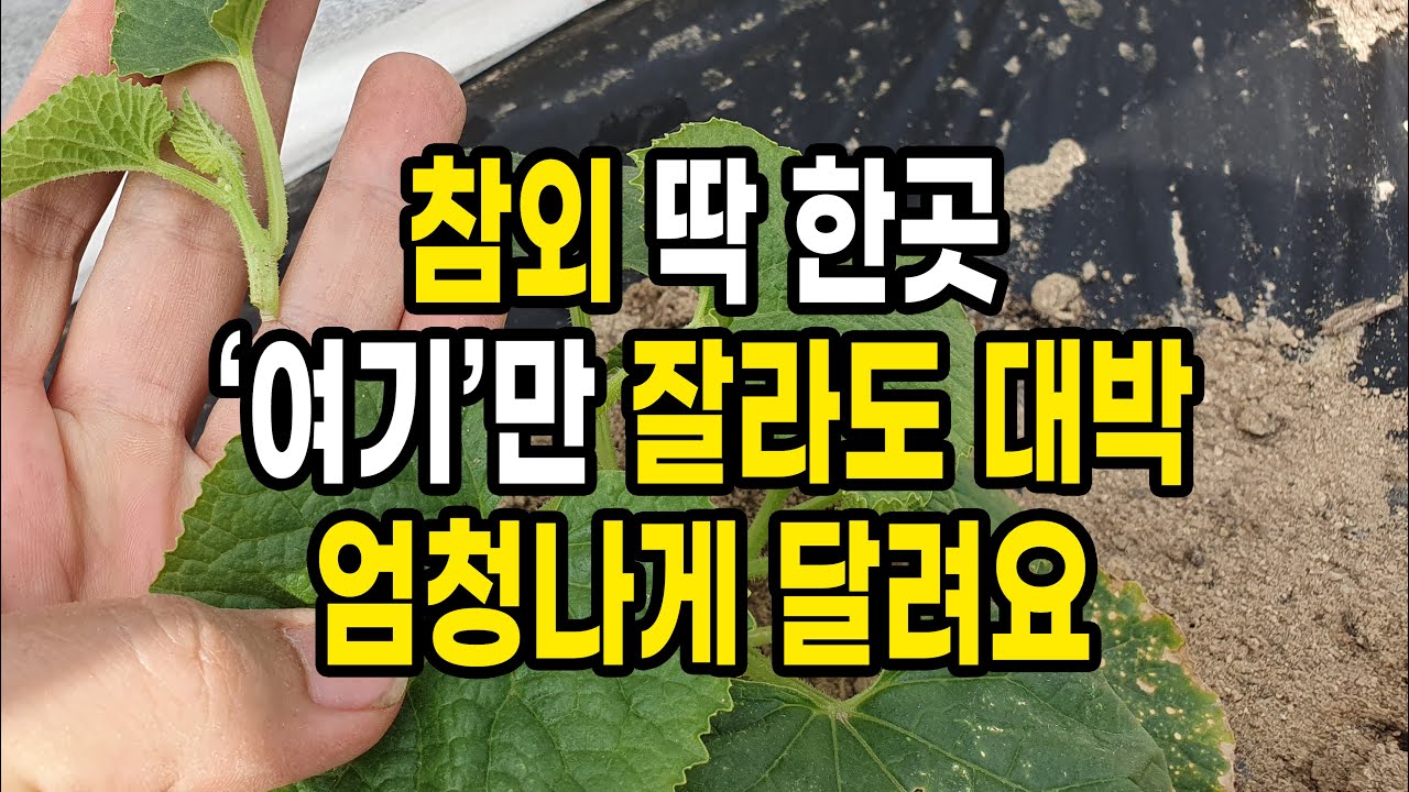 참외 딱 한 곳 '여기'만 잘라도 대박 노란 참외 엄청나게 달려요(참외 순치기 방법)