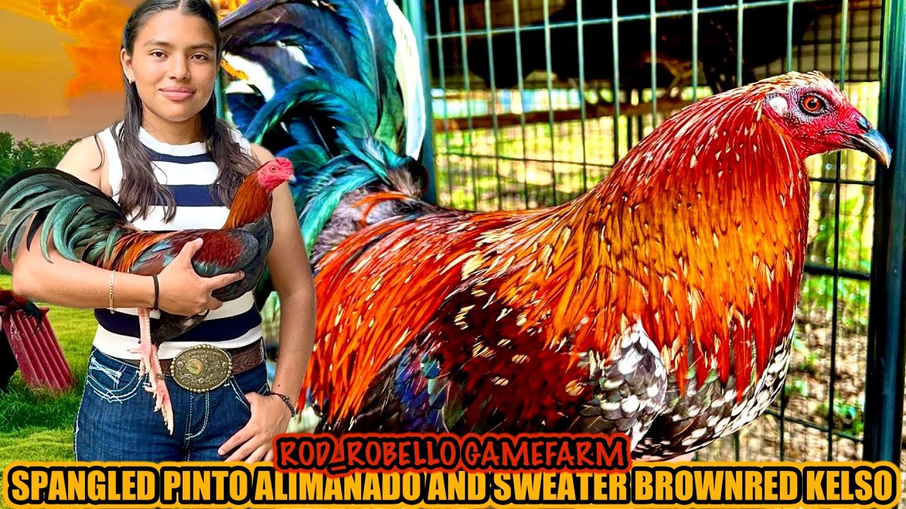 Spangled Pinto Alimanado And Sweater Brownred Kelso ~ ROD_ROBELLO GAMEFARM