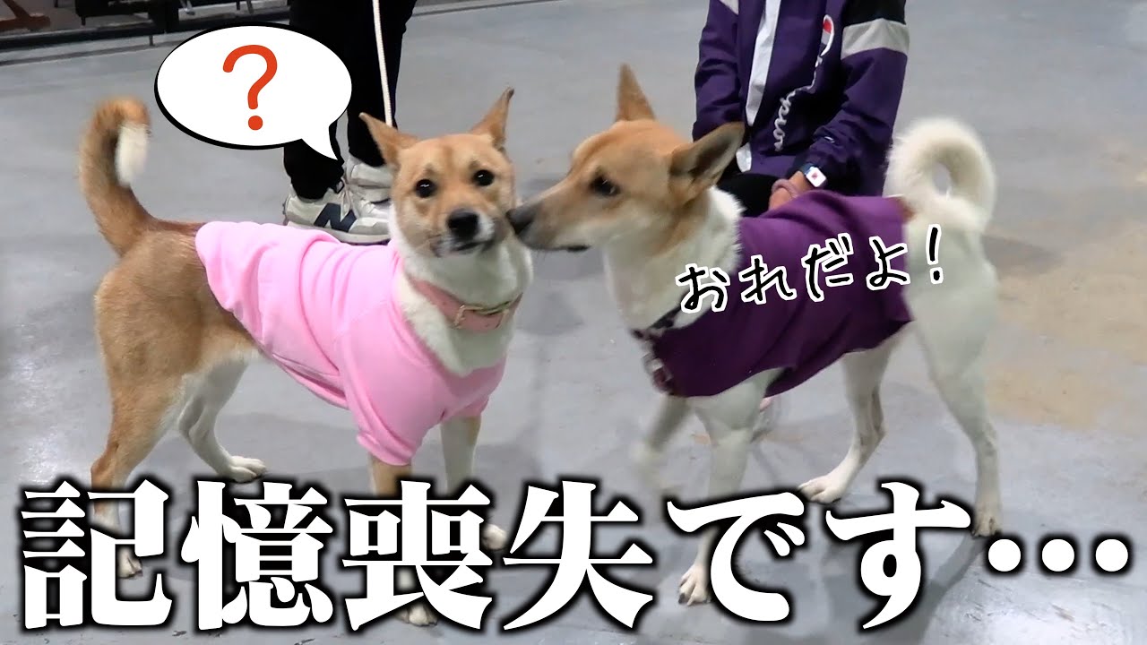 誕生日のお祝いに大好きな妹が帰ってきたけど記憶がなくなっていました…【元保護犬】