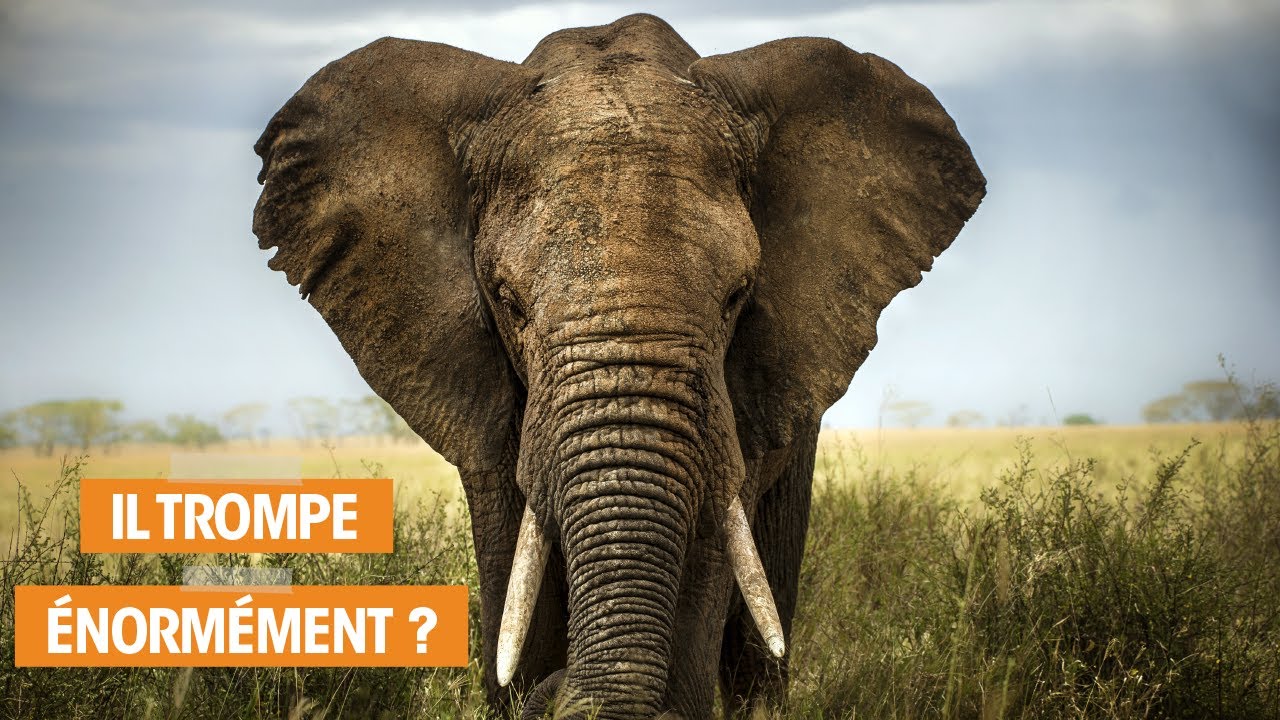 L’EXTRAORDINAIRE mémoire de l'ÉLÉPHANT