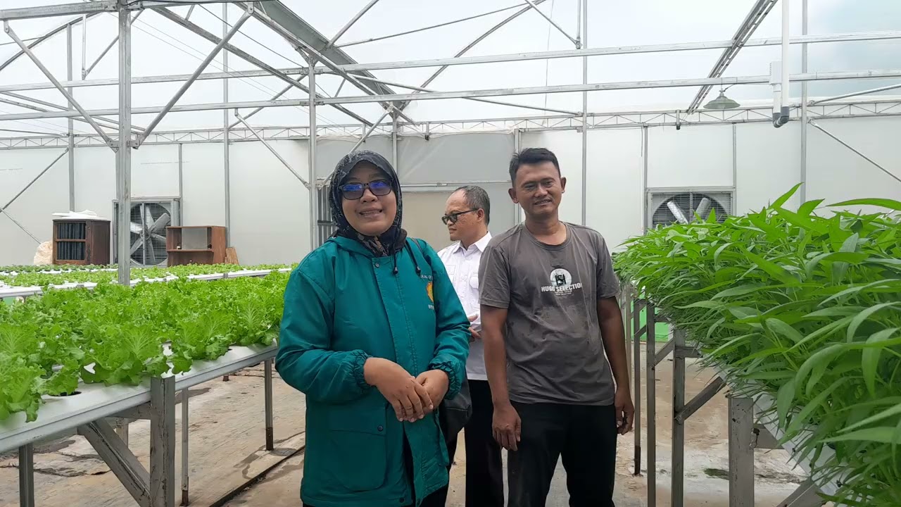 Budidaya sayur d SSH Gempita Jaya Halimpu  Beber