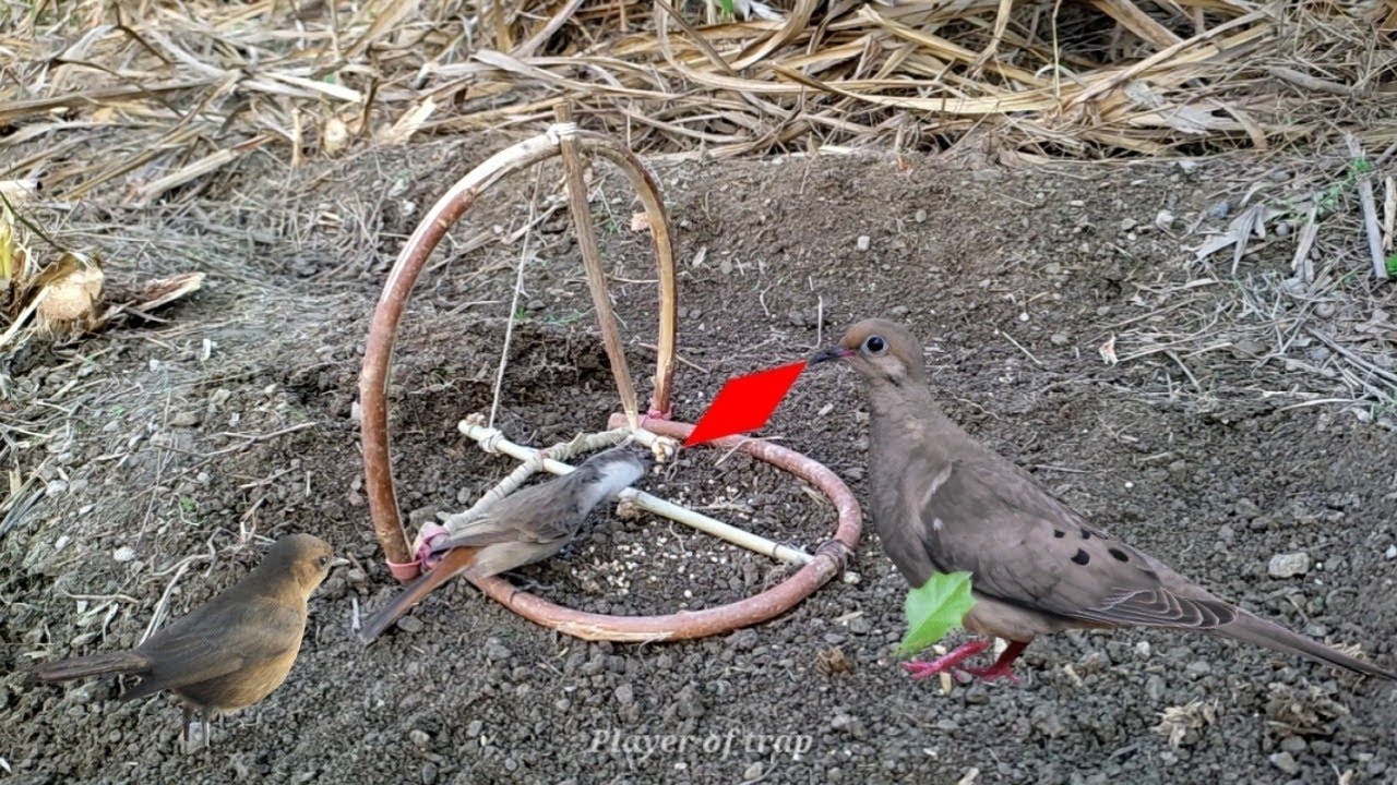 Creative ideas | How to make bird trap | amazing bird trap | pora video