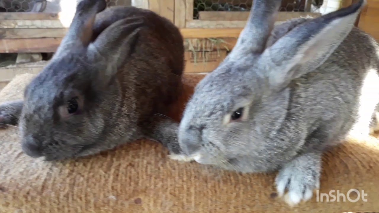 Filhotes de coelhos gigantes de flandres! giant baby rabbits.