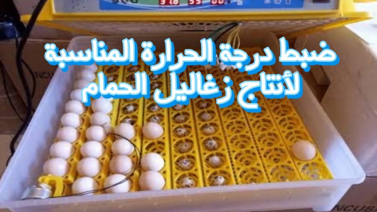 ضبط درجة حرارة الفقاسة لأنتاج زغاليل الحمام 👌🏻 #جوبا
