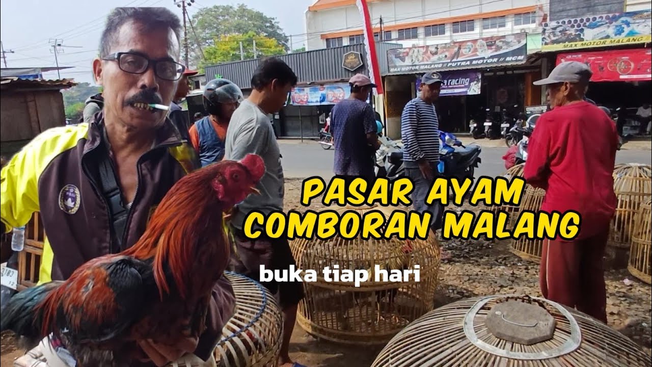 MELIHAT PASAR AYAM COMBORAN DI KOTA MALANG ternyata buka tiap hari
