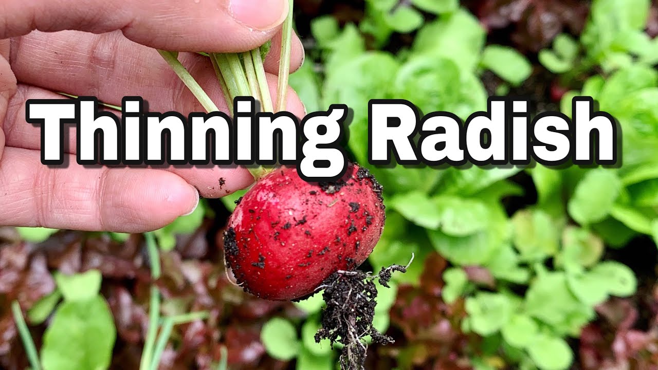 How to Thin Radish Seedlings