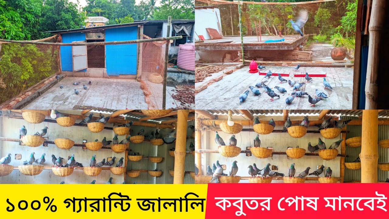 জালালি কবুতর পোষ মানানোর উপায় | কবুতর পোষ মানানোর পদ্ধতি | কবুতর পালন পদ্ধতি| কবুতরের ঘর তৈরির নিয়ম