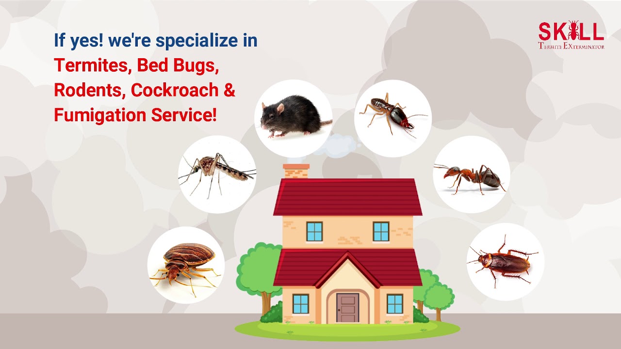 Skill Termite Exterminator, Pest Control