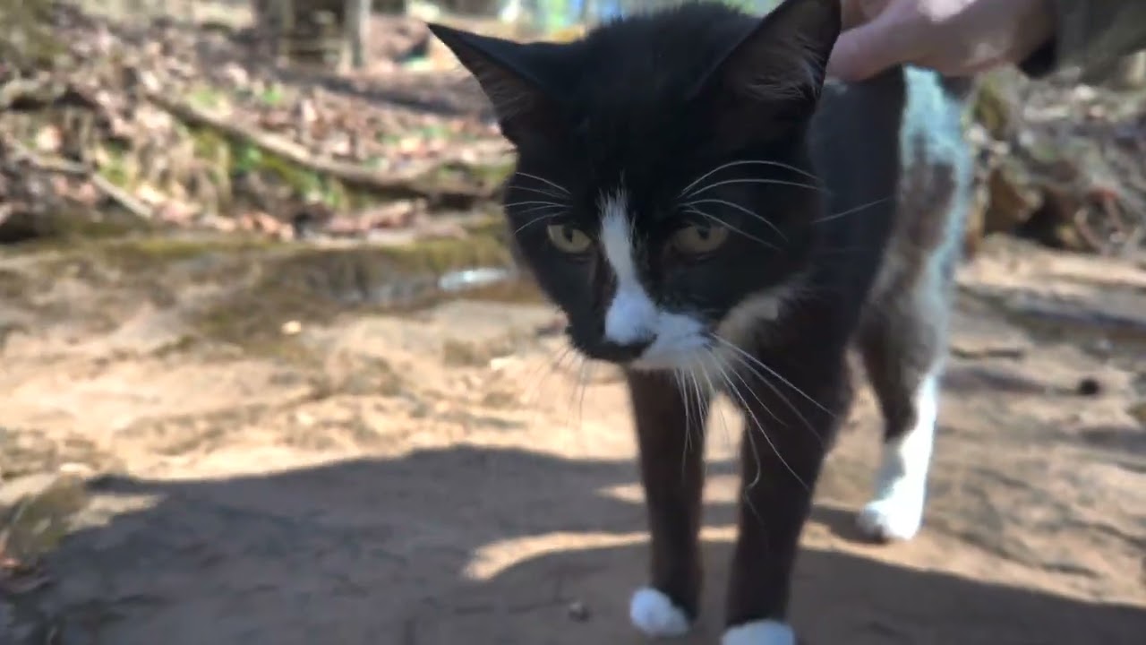 Daily Nature Walk with Cats