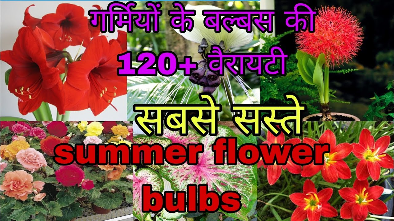 summer flower bulbs! सबसे सस्ते गर्मियों के बल्बस! कहाँ से ख़रीदे!