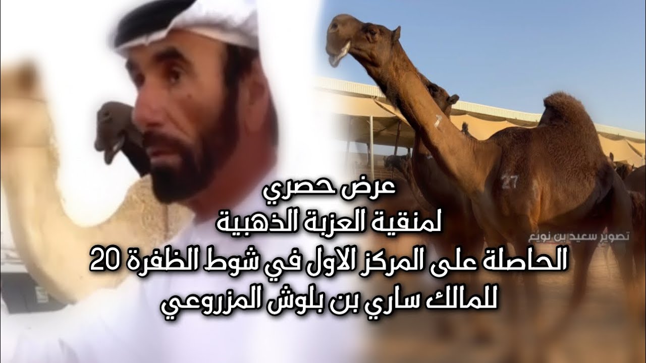 عرض حصري لمنقية العزبة الذهبية الحاصلة على المركز الاول في شوط الظفرة 20 لـ ساري بن بلوش المزروعي