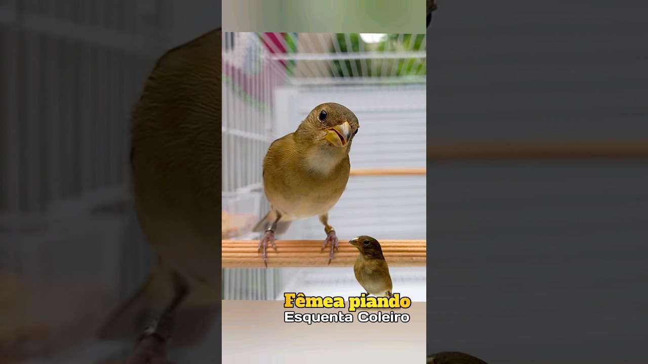 F&ecirc;mea chamando para esquentar de coleiro e papa-capim #esquentacoleiro #f&ecirc;meapiando #coleira