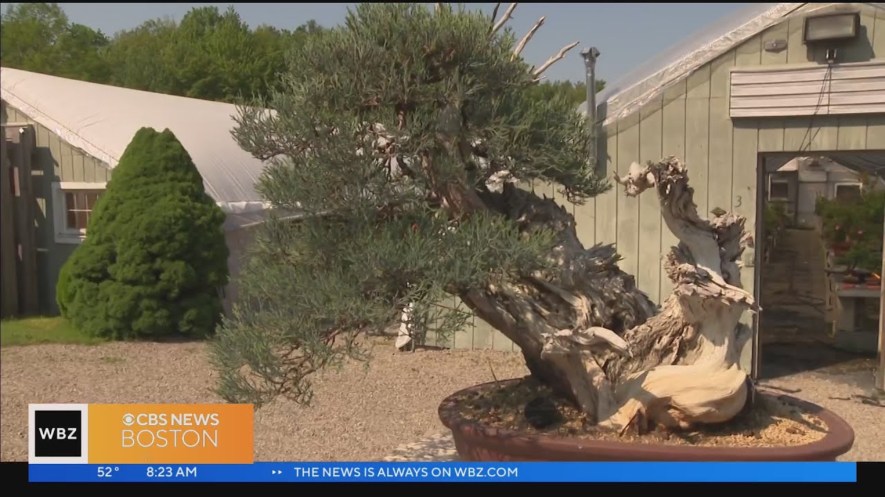 New England Bonsai Gardens in Bellingham offers lessons in unique hobby