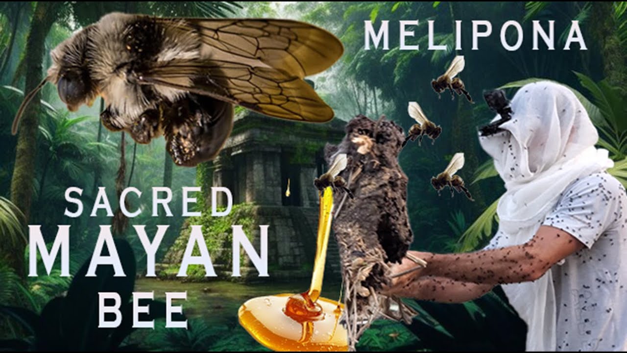 Eaten Alive By Jungle Bees! Harvesting Rare Wild Honey! The MELIPONA