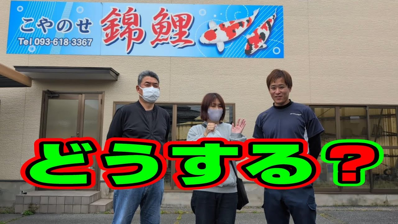 【汚池再生計画】福岡県北九州市『こやのせ錦鯉』さんに預けてる鯉、今後どうする？#錦鯉 ＃立て鯉＃koipond#koi ＃こやのせ錦鯉