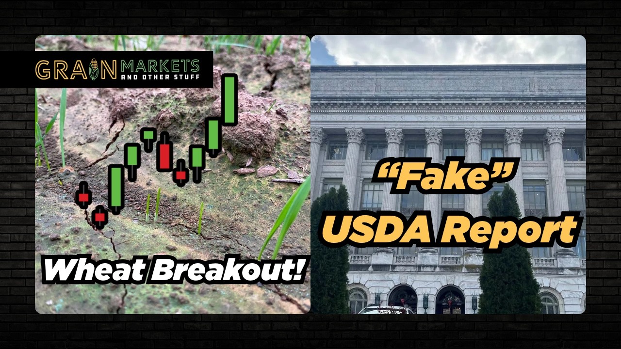Wheat RALLY + Fake USDA Report