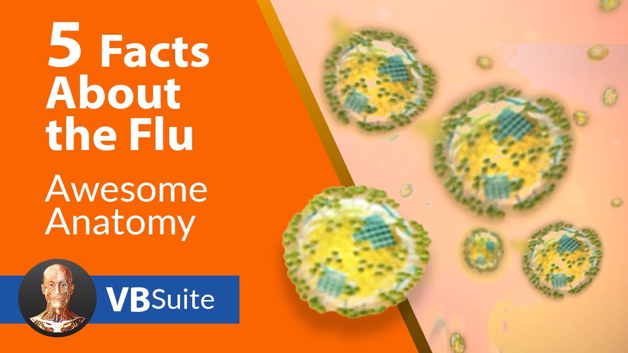 5 Facts about the Flu | Visible Body
