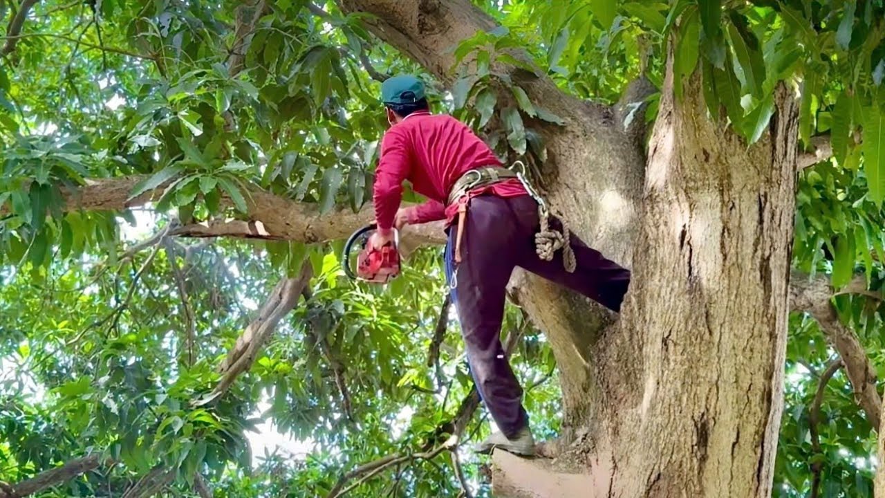 Cưa cây xoài siêu to siêu nhánh , Ở núi cấm ,Cưa cây kỷ thuật cao